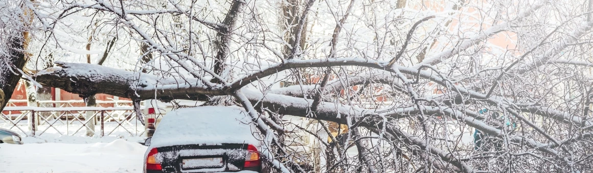 На машину рухнуло дерево: как привлечь к ответственности виновника 
